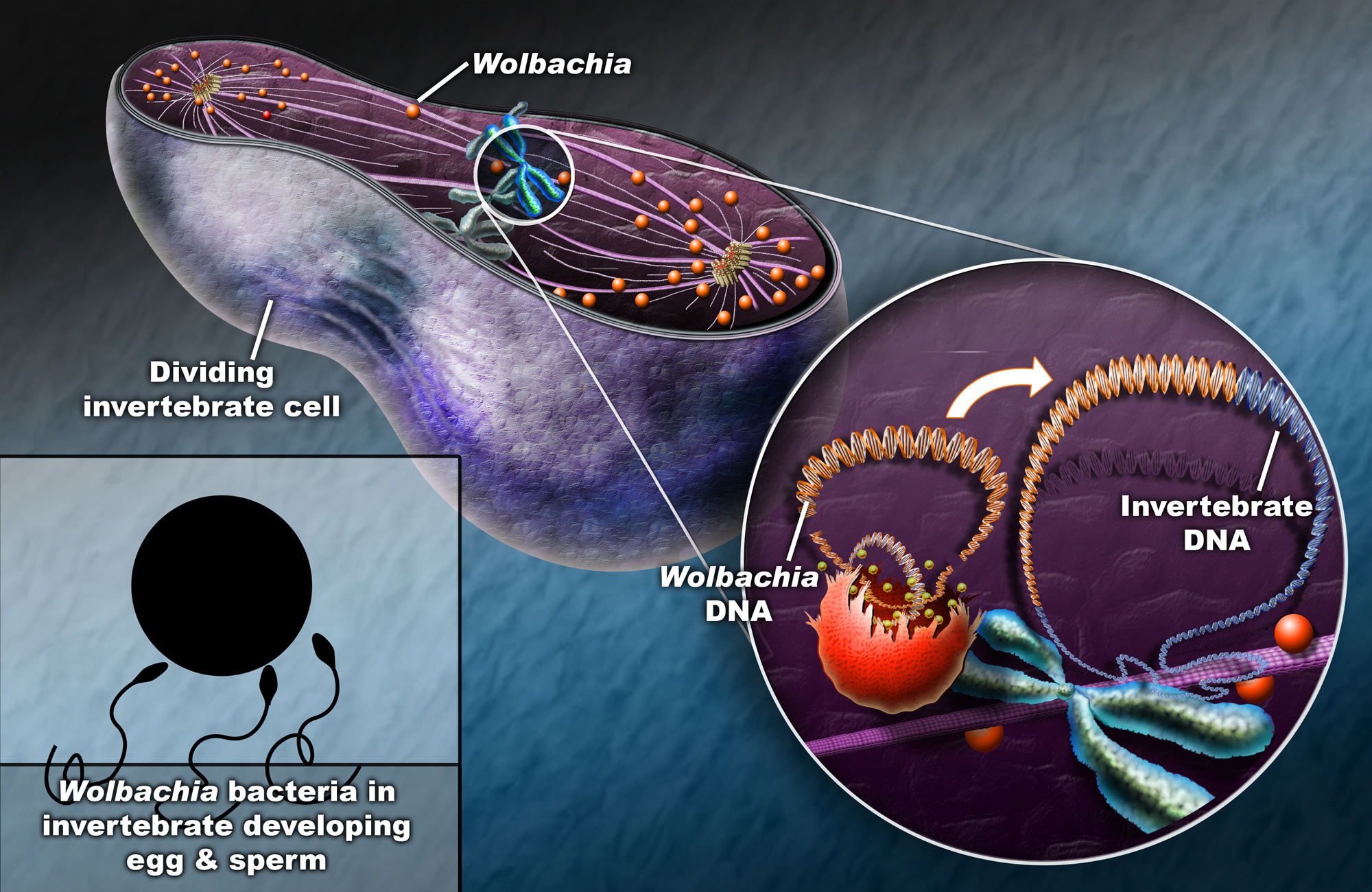 Wolbachia Genome Discovered Inside Drosophila Genome | Science 2.0